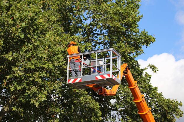 Best Tree Trimming and Pruning  in Byron, MN