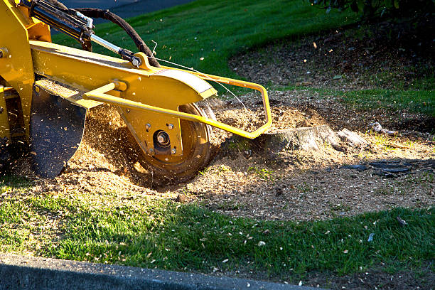 Best Seasonal Cleanup (Spring/Fall)  in Byron, MN