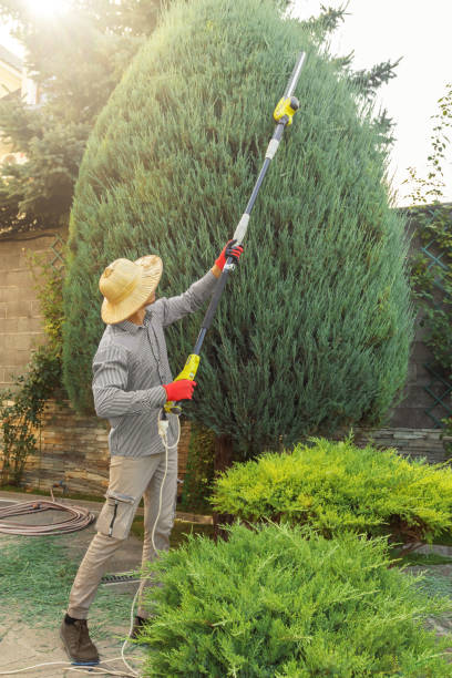  Byron, MN Tree Removal Pros