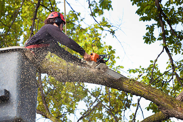 Best Lawn Renovation and Restoration  in Byron, MN